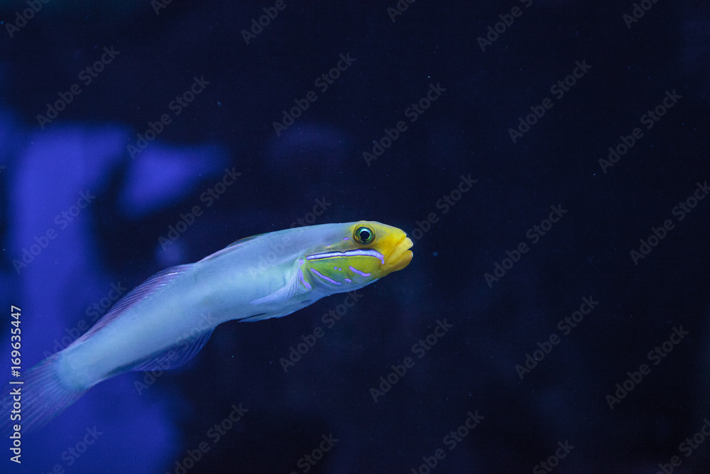 Obraz premium Sleeper Gold Head Goby fish Valenciennea strigata