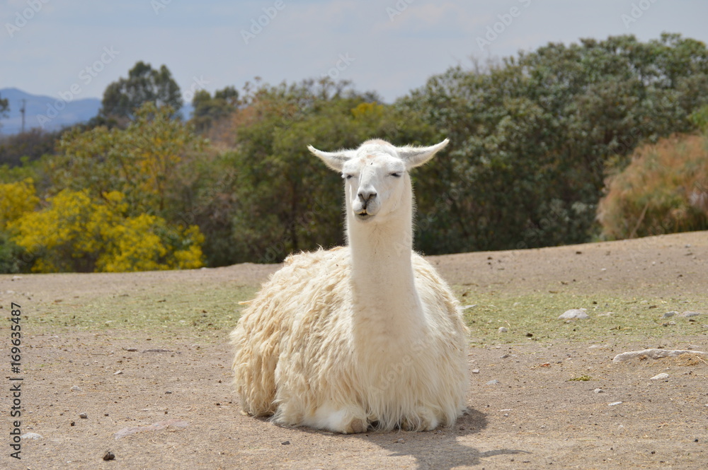 Obraz premium llama tomando el sol