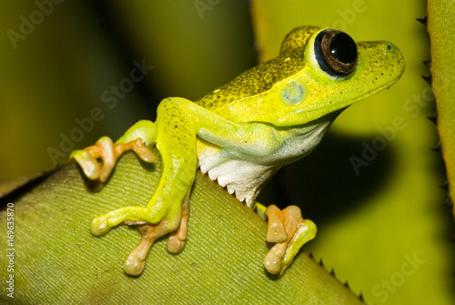 Perereca-verde (Hypsiboas albomarginatus) | White-banded tree frog fotografado em Guarapari, Espírito Santo -  Sudeste do Brasil. Bioma Mata Atlântica. photo