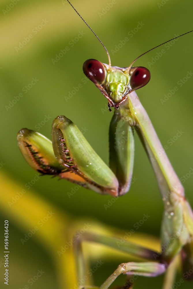 Louva-a-deus (Mantodea) | Praying mantis fotografado em Guarapari, Espírito Santo - Sudeste do Brasil. Bioma Mata Atlântica. Louva-a-deus (Mantodea) | Praying mantis fotografado em Guarapari, Espírito Santo - Sudeste do Brasil. Bioma Mata Atlântica.