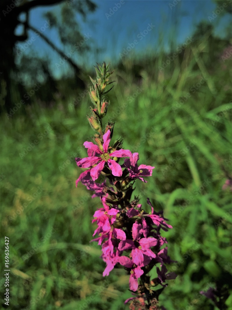 Obraz premium minnesota flower