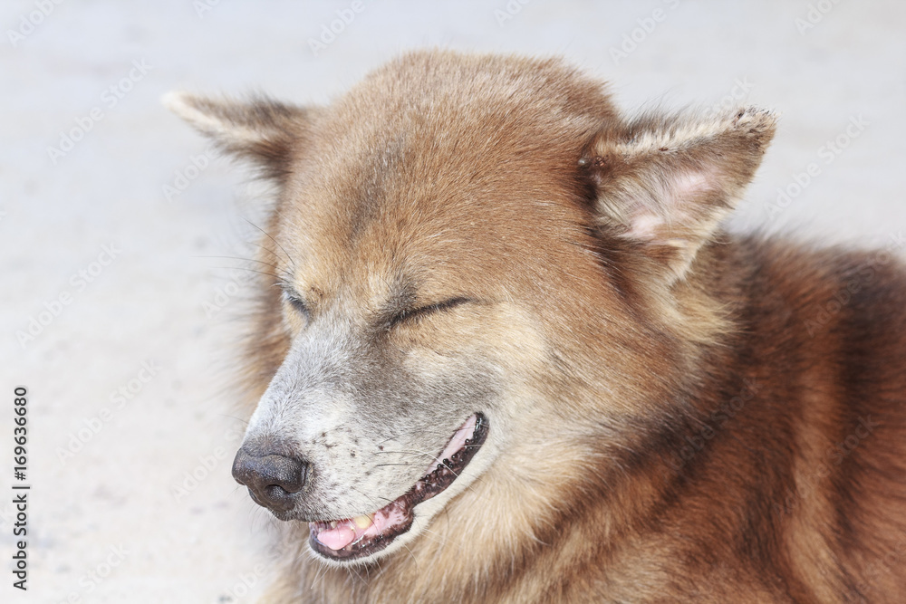 Closeup brown thai dog