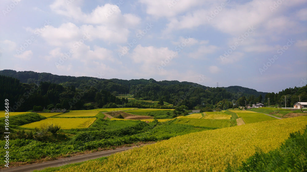 日本　田舎の風景　千石棚田　収穫の時