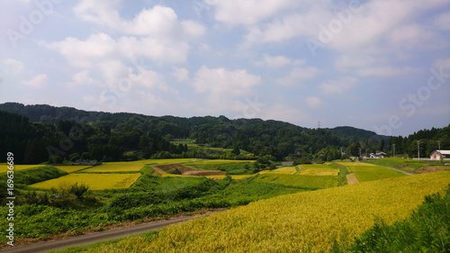 日本 田舎の風景 千石棚田 収穫の時