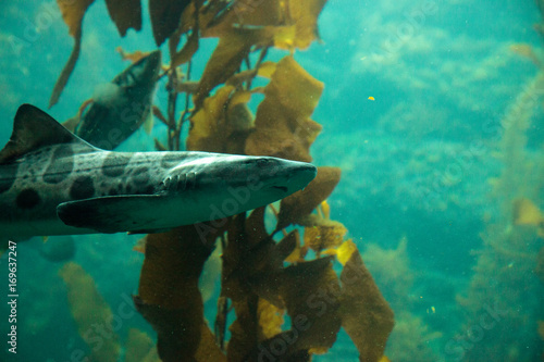 Leopard shark Triakis semifasciata is a species of carpet shark photo