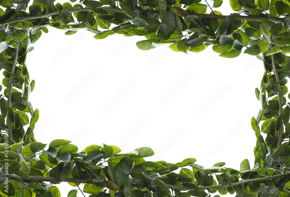Fototapeta premium Green leaves frame on white background