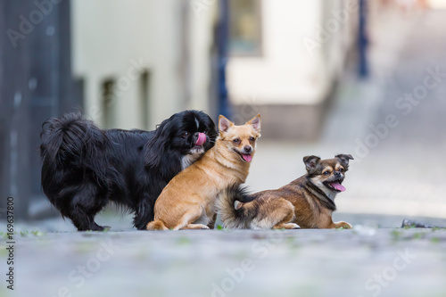 Photography portrait of three cute small dogs on a cobblestone road