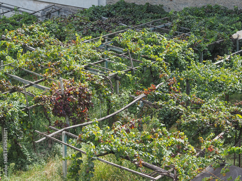 vineyard grapevine plantation in Aosta Valley photo