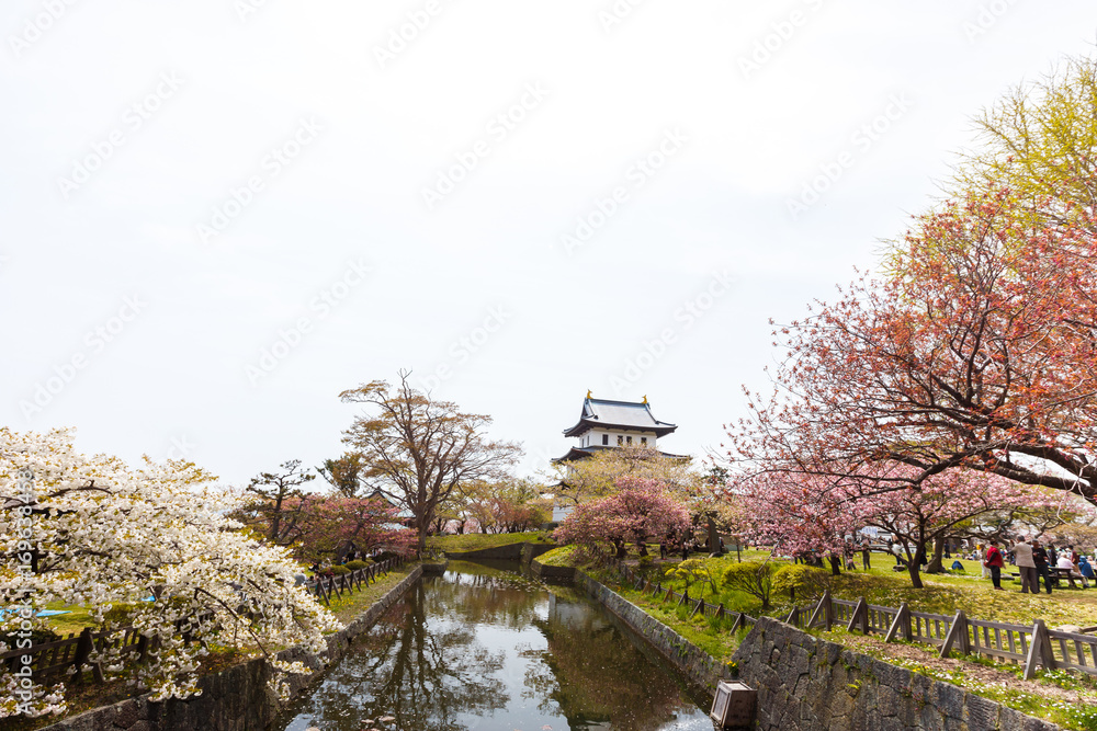 Spring sakura cherry blossoms at Matsumae Castle which officially recognized as one of the best cherry blossom viewing spots in Hokkaido, Japan