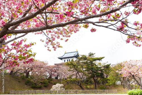 Spring sakura cherry blossoms at Matsumae Castle which officially recognized as one of the best cherry blossom viewing spots in Hokkaido, Japan photo