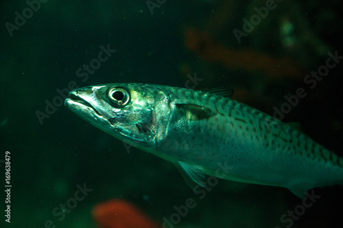 Pacific sardine fish Sardinops sagax photo