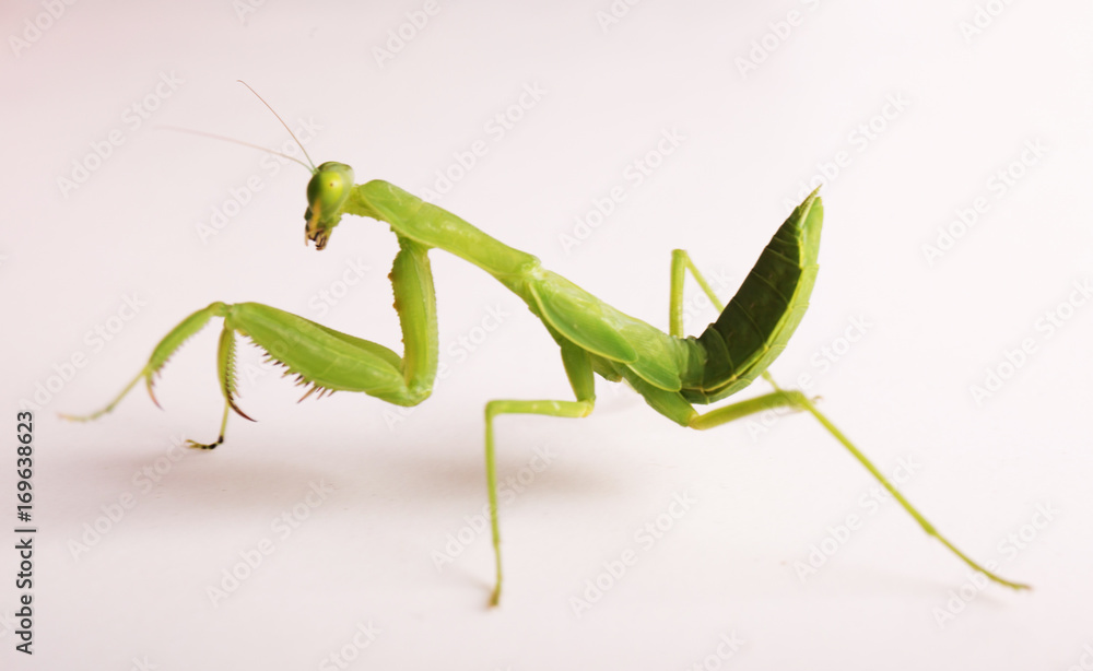 Mantis on white background. Closeup image of mantis looking into camera. Soothsayer or mantis green insect. Mantis head and arms with claws. Grass green Mantodea from tropical nature. Mantis Mantis on white background. Closeup image of mantis looking into camera. Soothsayer or mantis green insect. Mantis head and arms with claws. Grass green Mantodea from tropical nature. Mantis