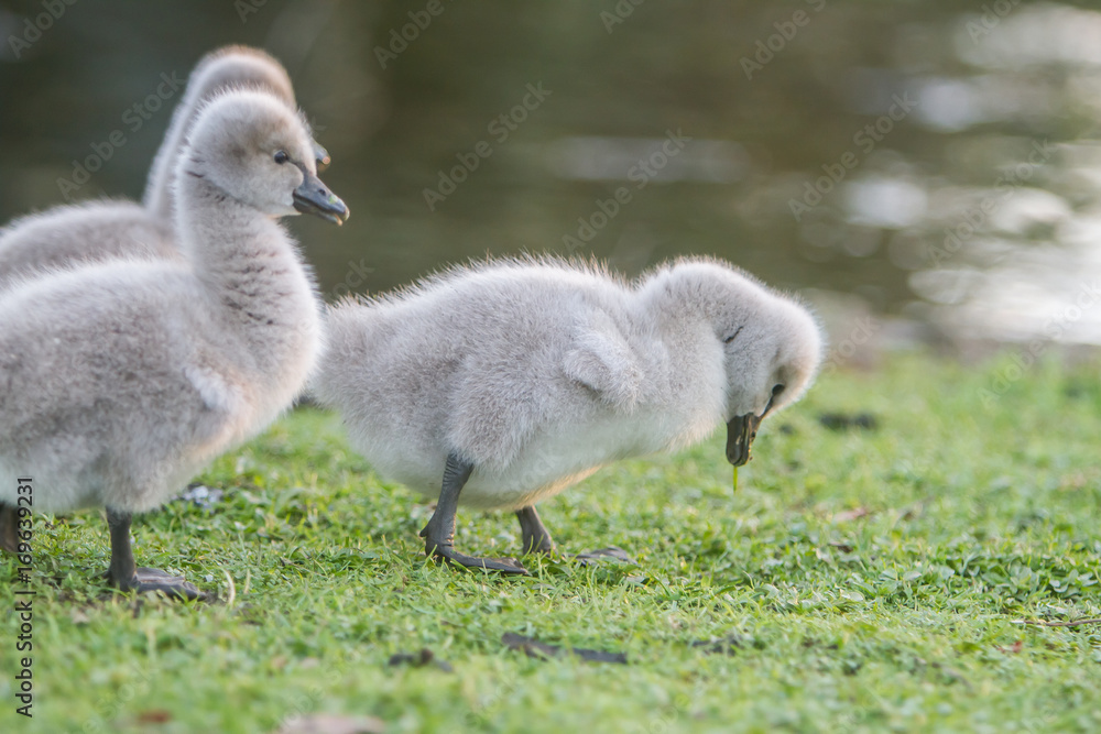 outdoor portrait of baby bird swan on green grass background outdoor portrait of baby bird swan on green grass background