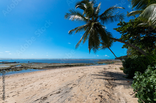 Paradise island on tropical island with coconut trees