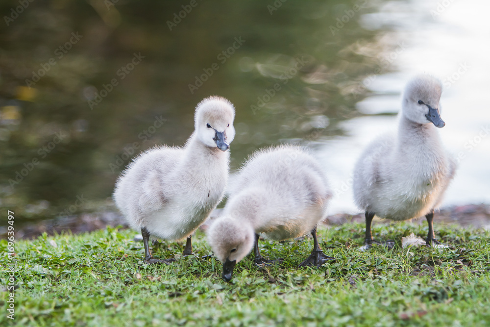 baby bird swan on natural background baby bird swan on natural background