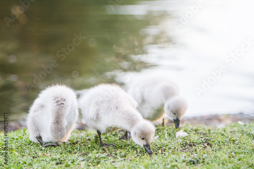 baby bird swan on natural background