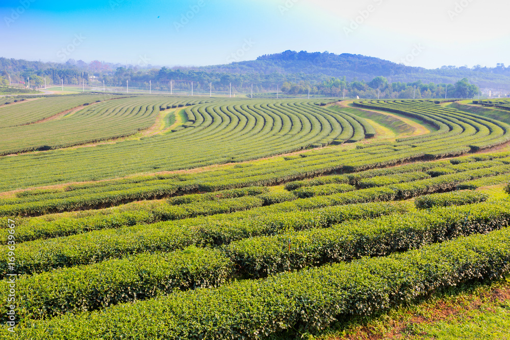 Green tea plantation landscape