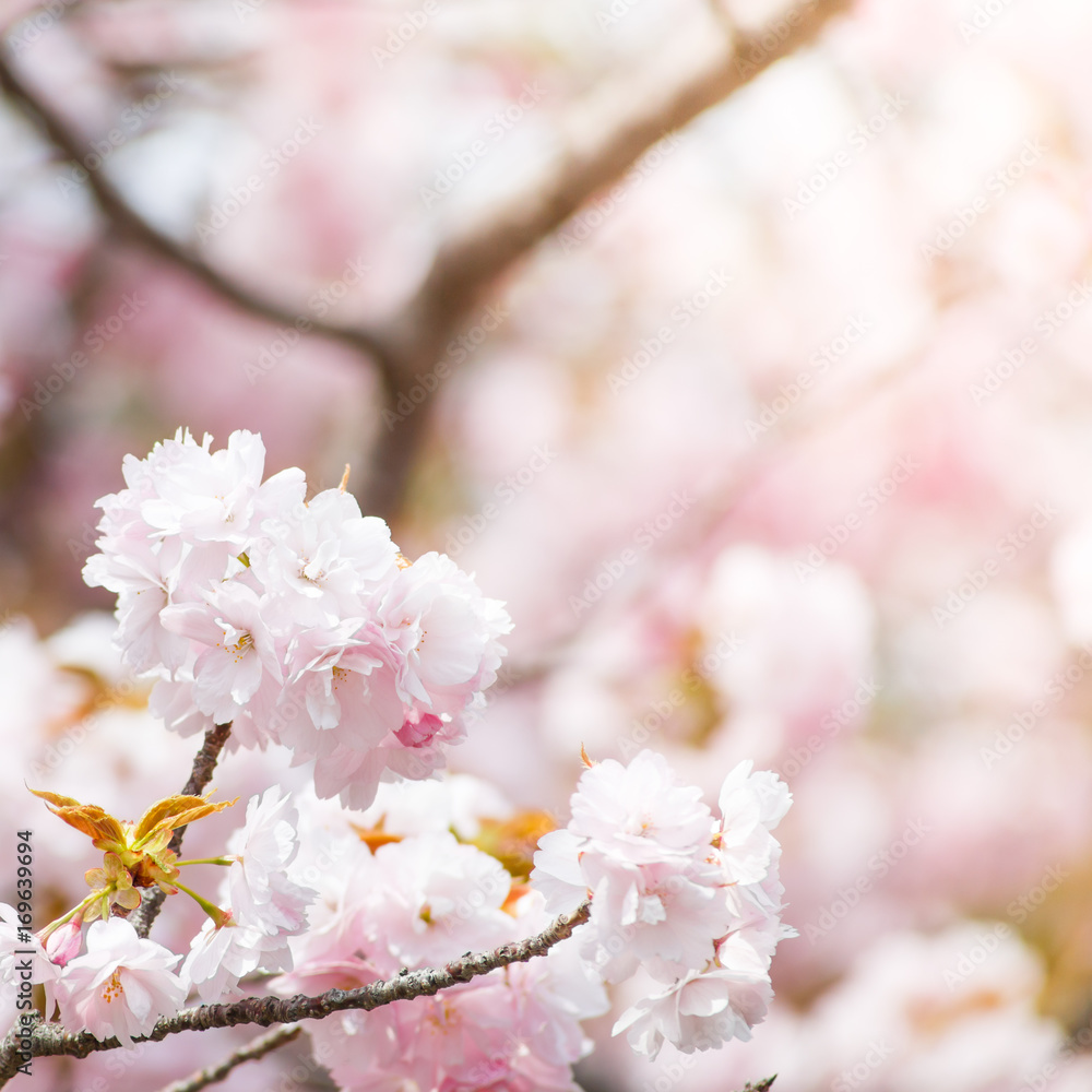 close up of pink cherry blossom-sakura