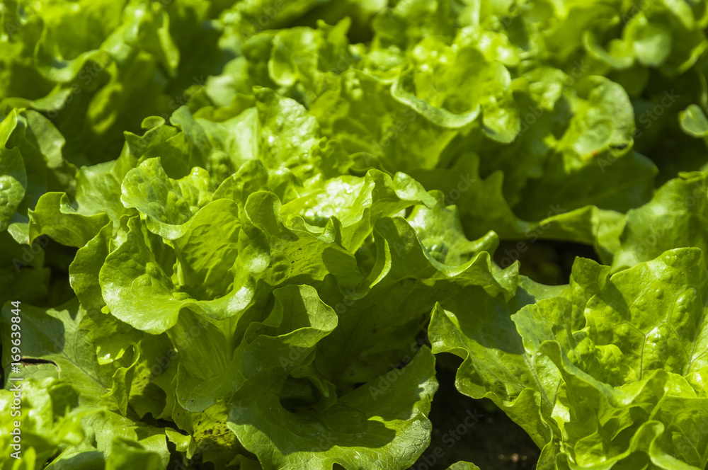 Lettuce vegetable Lettuce vegetable