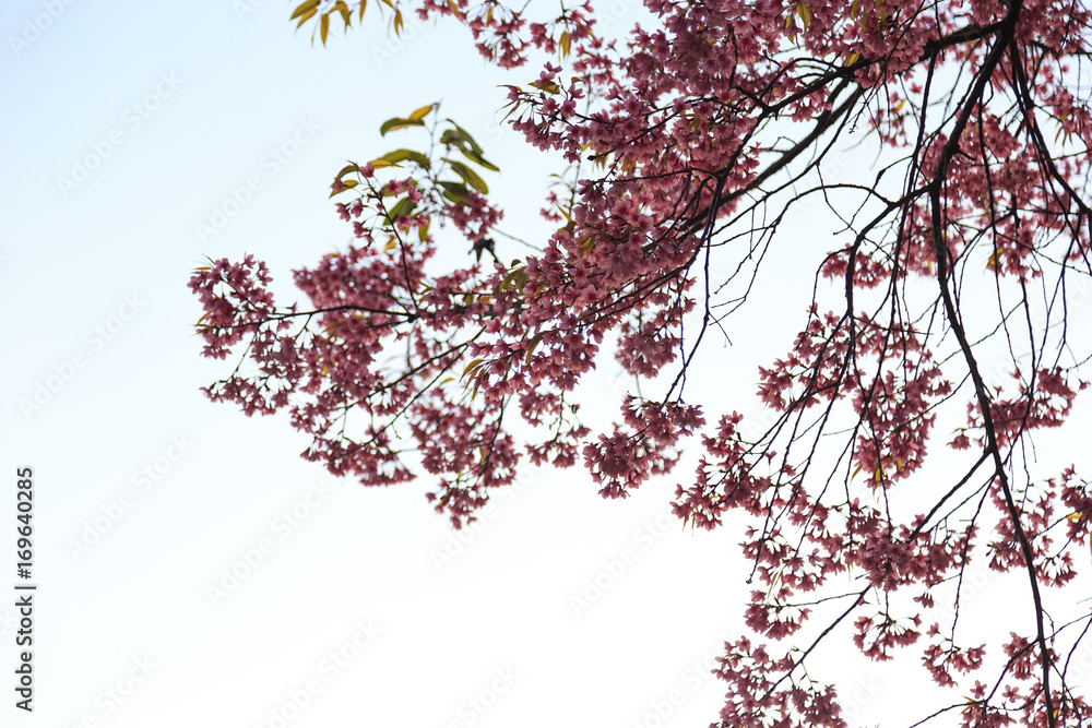 Naklejka premium Pink Cherry blossom flowers white background