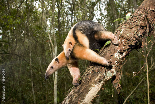Tamanduá-mirim (Tamandua tetradactyla) | Southern tamandua fotografado em Guarapari, Espírito Santo -  Sudeste do Brasil. Bioma Mata Atlântica. 