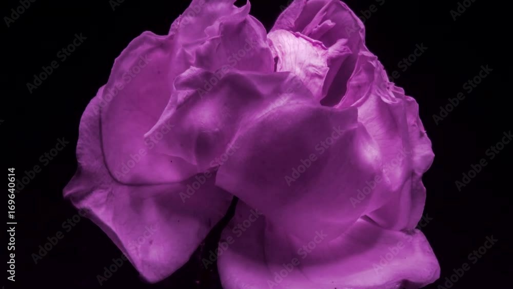 Emotional Flowers Emotional Flowers