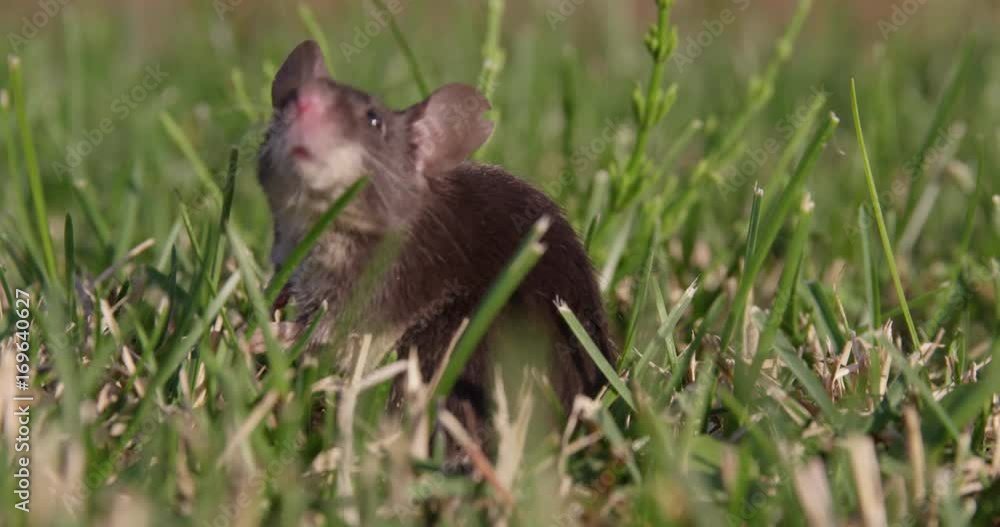 Field mouse turns to face camera - up close Field mouse turns to face camera - up close