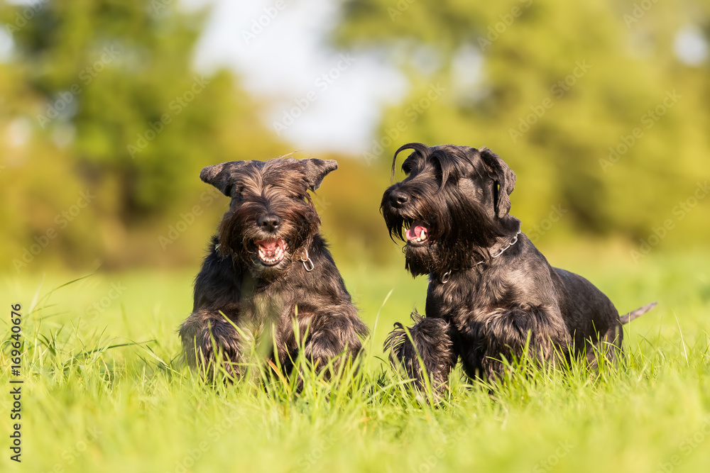 two standard schnauzer running on the meadow two standard schnauzer running on the meadow