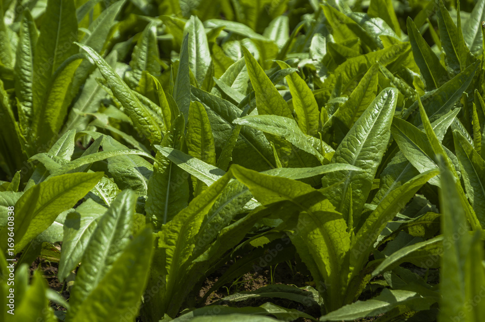 Obraz premium Asparagus lettuce