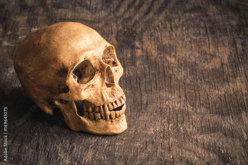 Skull on an old wooden background,Phoney human skull on wooden floor,Halloween concept Skull on an old wooden background,Phoney human skull on wooden floor,Halloween concept