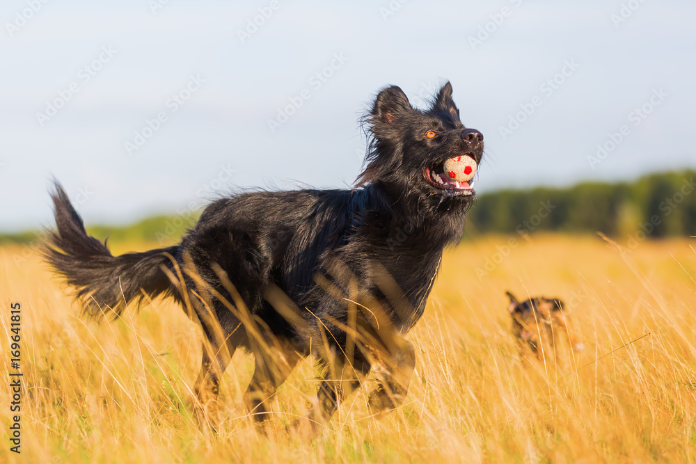 Harzer Fuchs - Australian Shepherd hybrid playing in the meadow - obrazy, fototapety, plakaty 