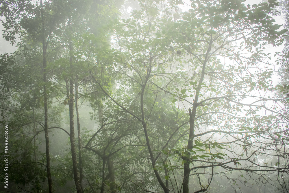 Fototapeta premium Fog in jungle