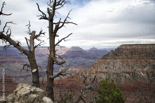 Trees at Grand Canyon