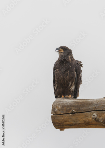 Young golden eagle sitting on a post 