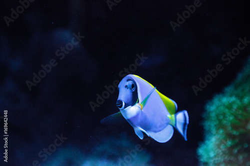 Εκτύπωση καμβά Powderblue tang fish Acanthurus leucosternon