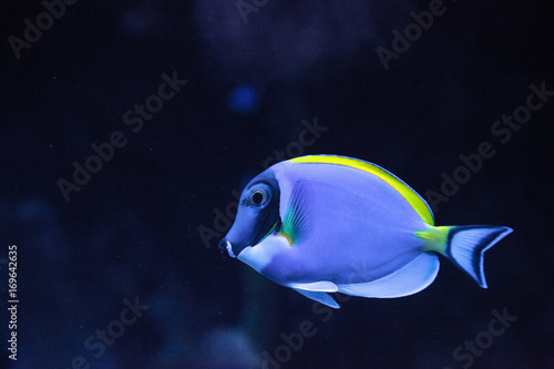 Powderblue tang fish Acanthurus leucosternon photo