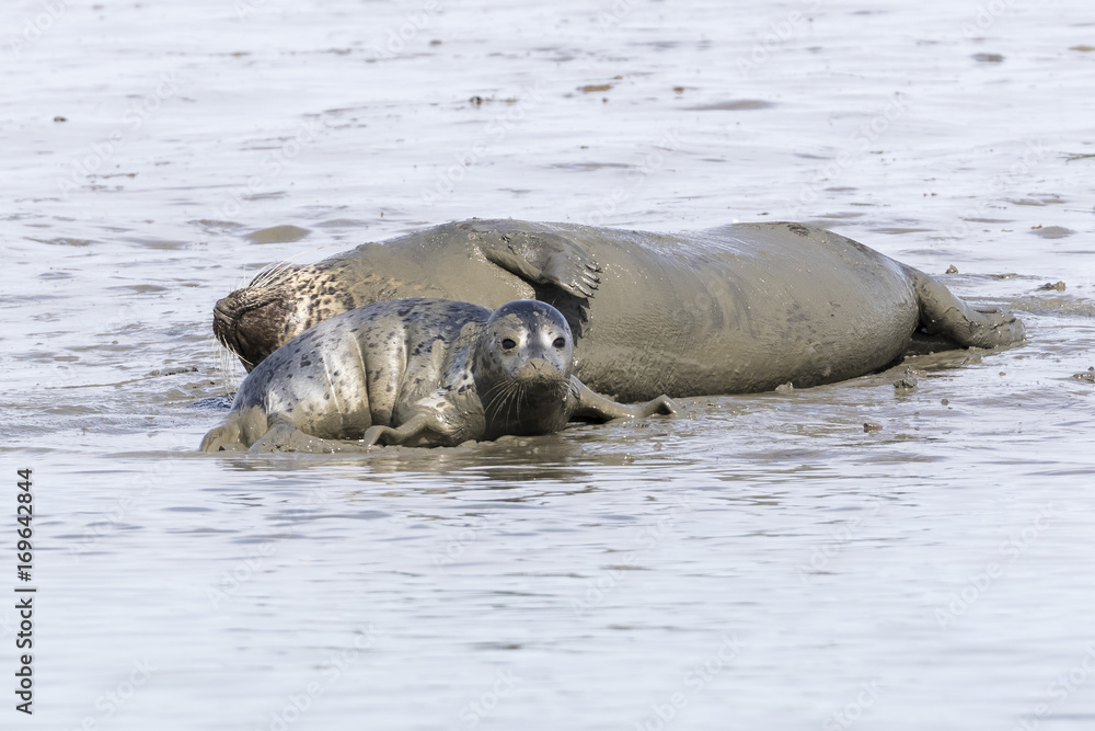 Fototapeta premium Harbor Seal pup lying next to its mother - San Diego, California