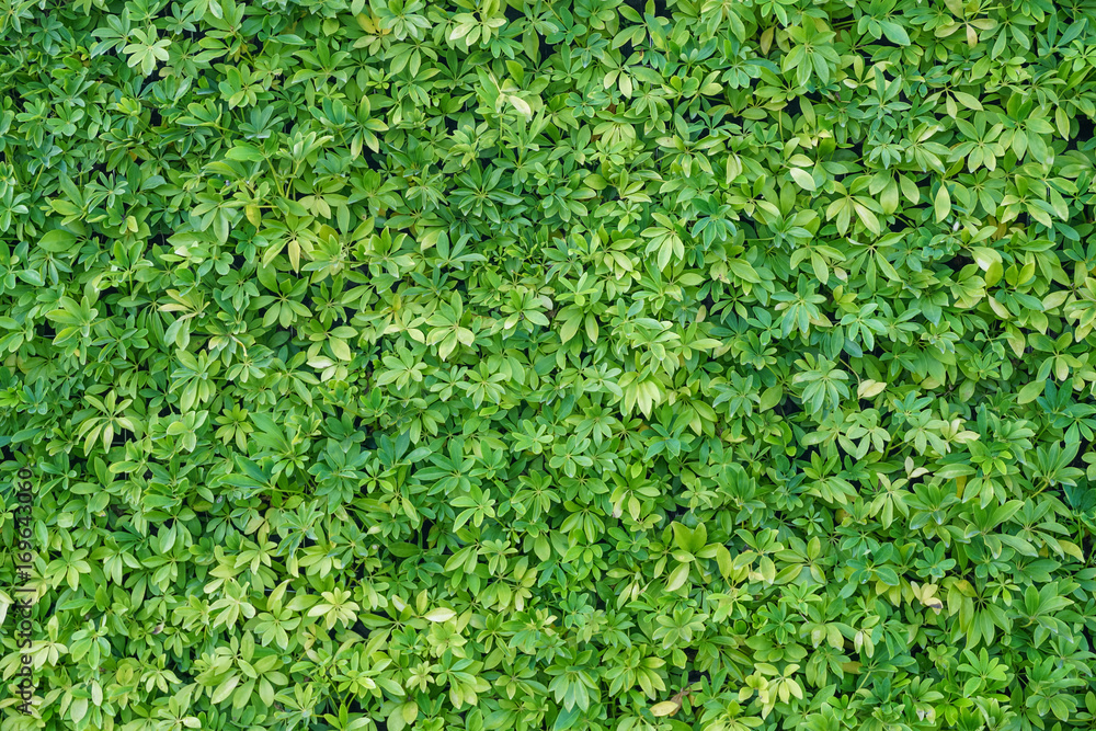 Green plant wall Green plant wall