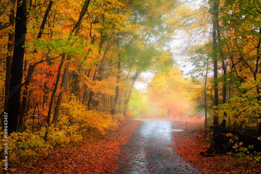 Bike trail through autumn trees and fog Bike trail through autumn trees and fog