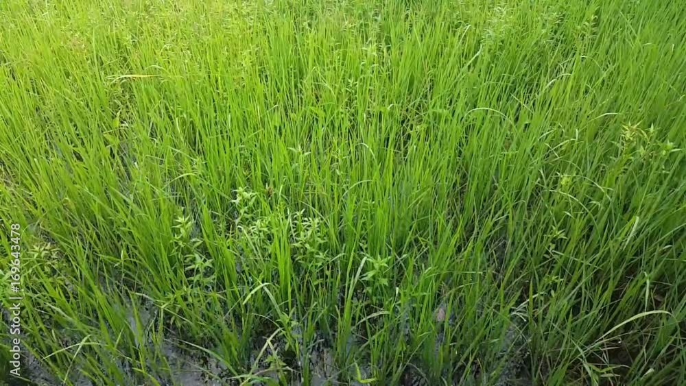 Rice in the rainy season is falling. Rice in the rainy season is falling.