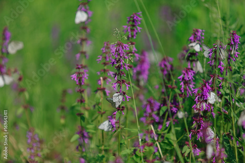 White butterfly on a purple flower