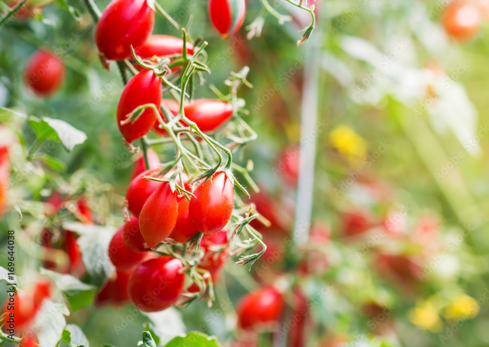 fresh tomatoes plants