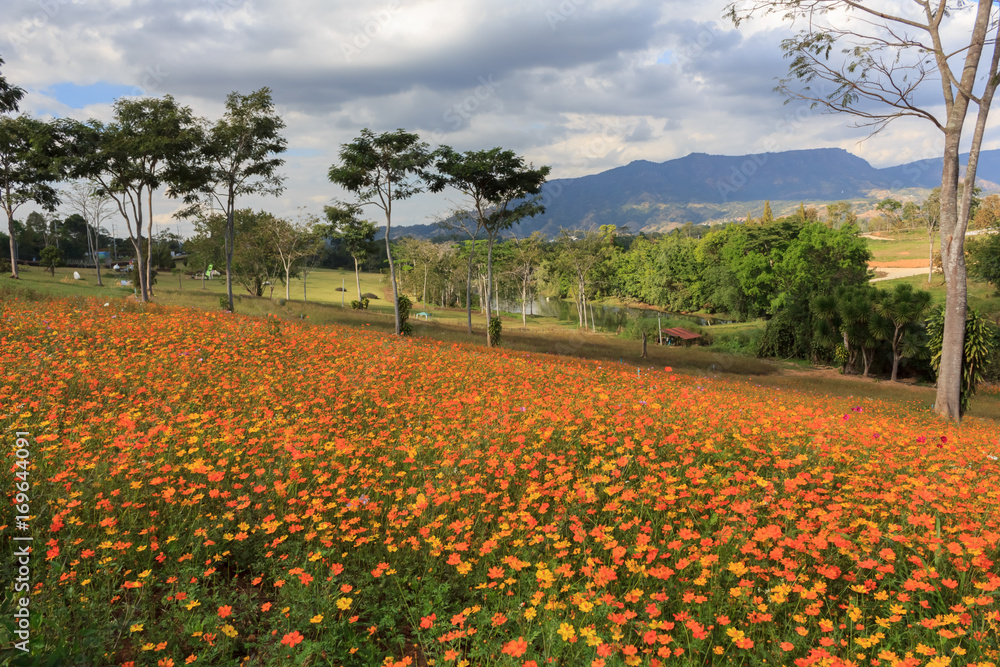 Cosmos flower fields and beautiful scenery.