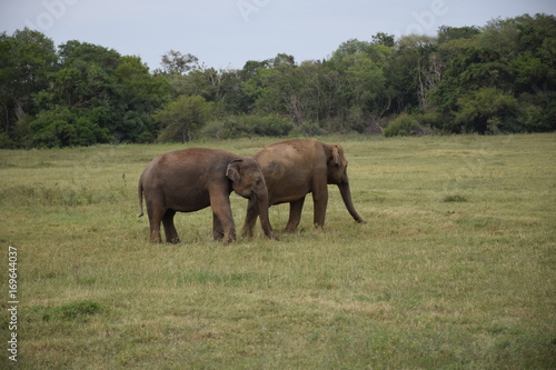 Elefanten im Minneriya Nationalpark