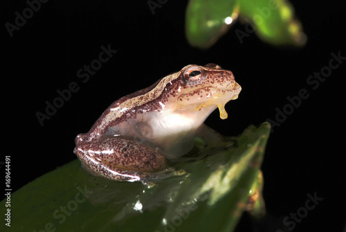 Perereca-de-moldura (Dendropsophus elegans) | Elegant forest treefrog  fotografado em Guarapari, Espírito Santo -  Sudeste do Brasil. Bioma Mata Atlântica. photo