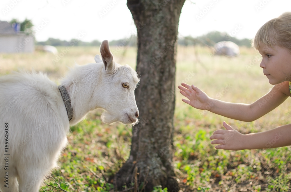 Obraz premium Little blond girl with goat on the pasture. Four year old lady with domestic animal on the fa