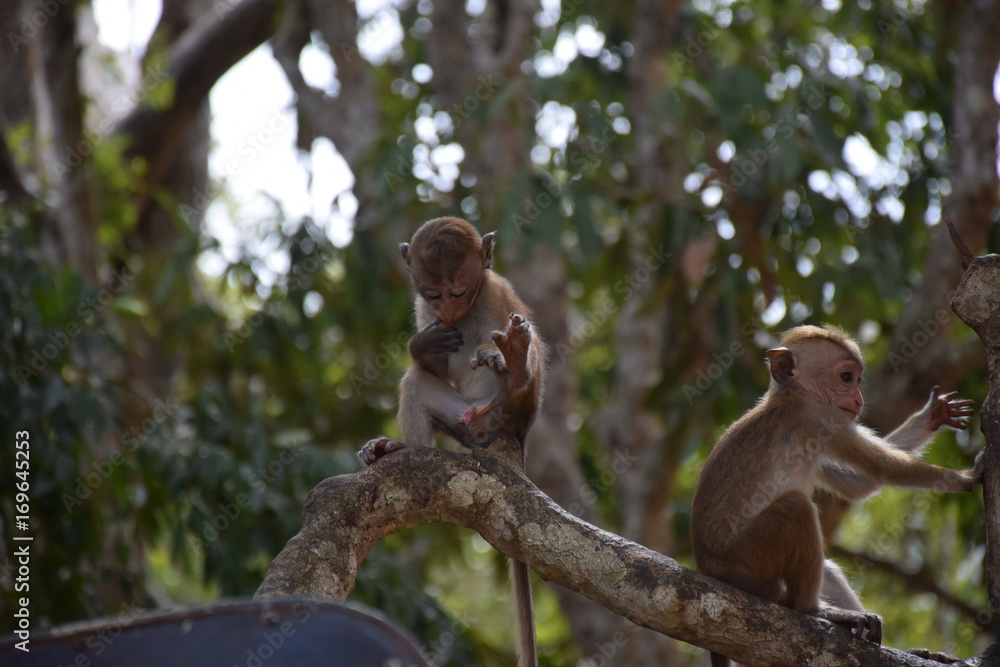 Fototapeta premium Äffchen im Baum