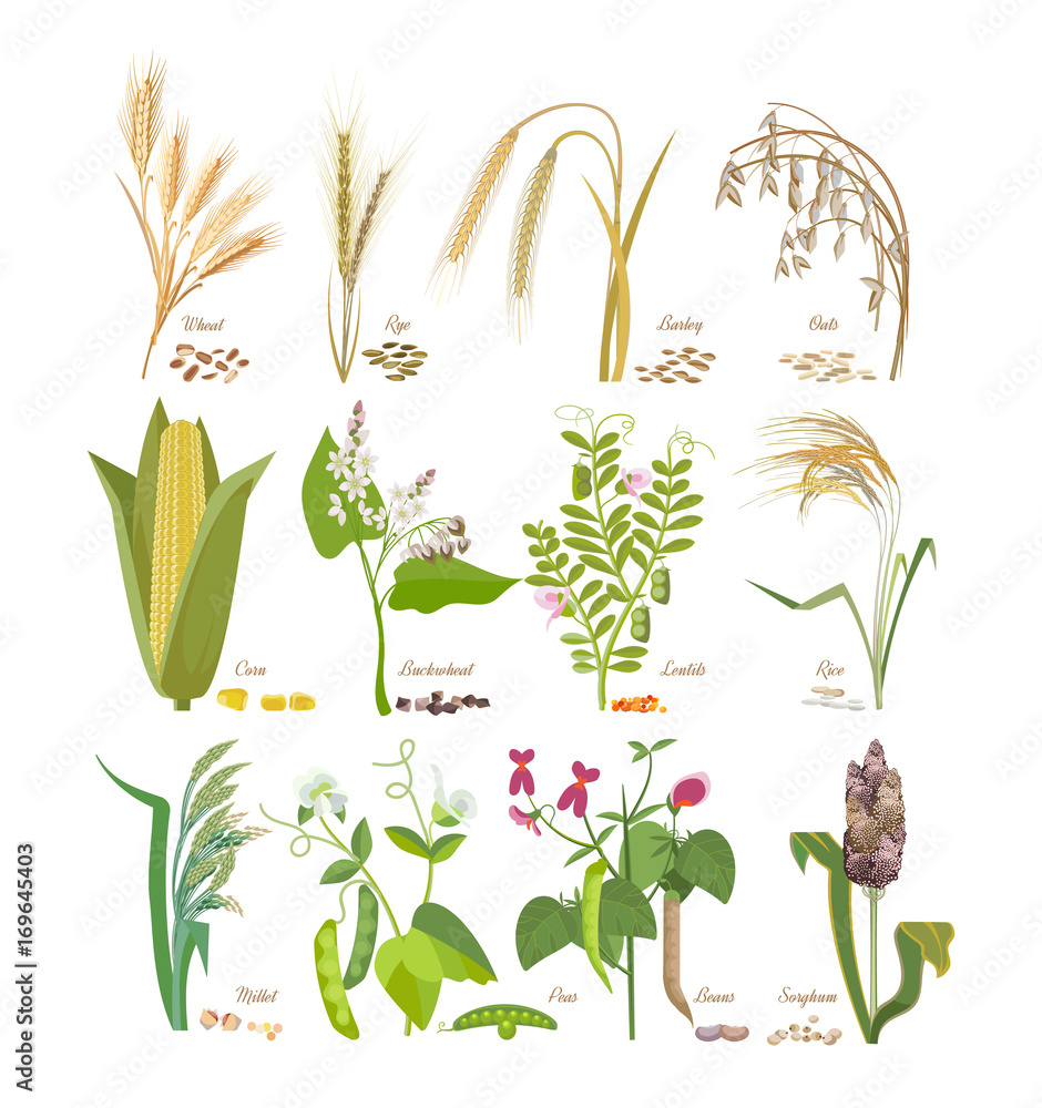 Set of cereals and legumes plants with leaves and flowers.