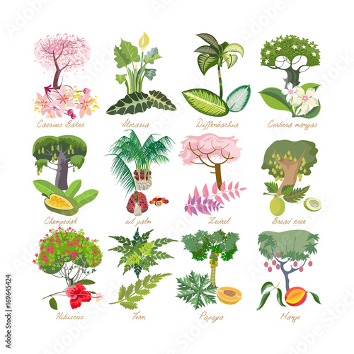 Set of modern tropical palm plants with leaves, flowers.