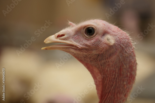 Portrait Head of turkey